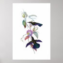 Buscar colibríes posters Para ella