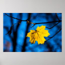 Buscar hoja de arce arte Naturaleza