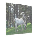 Buscar caballo blanco arte Foto