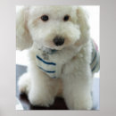 Buscar miniatura arte Caniche