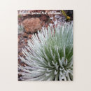 Buscar flor hawaiana puzzles Aloha