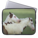 Buscar pinte el potro Caballo