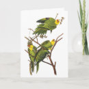 Buscar audubon de juan Ilustracion