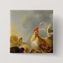 Buscar aves de corral chapas Gallina