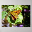 Buscar lepidópteros posters Naturaleza