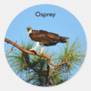 Buscar osprey pegatinas Pájaro