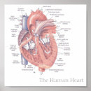Buscar anatomy arte Human