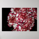 Buscar claveles posters Para todos