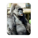 Buscar primate imanes Diversión