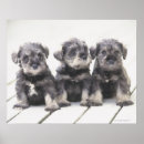 Buscar schnauzer miniatura posters Animal