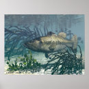 Buscar bass fish posters Nature