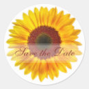 Buscar girasol hermoso postales Para ellos
