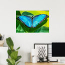 Buscar mariposas tropicales posters Naturaleza