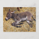 Buscar pequeño burro postales Bebé