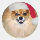 Buscar perro pomeranian postales Divertido