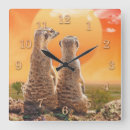 Buscar meerkats África