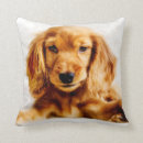 Buscar cocker spaniel cojines Perro de aguas