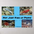 Buscar poipu posters Hawaii