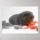 Buscar cavy posters Conejillo de indias