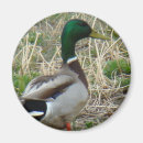 Buscar patos imanes Para todos