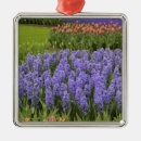 Buscar tulipa adornos Azul