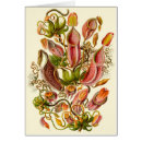 Buscar biología tarjetas Haeckel