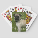 Buscar colocación barajas de cartas Fotógrafo canino