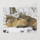 Buscar lobos salvajes postales Canina