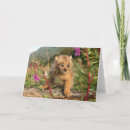 Buscar lince tarjetas Alaska