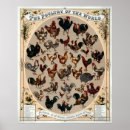 Buscar gallo y gallina posters Pollos