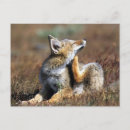 Buscar zorro joven postales Animales salvajes