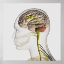 Buscar neurología posters 3d