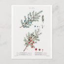 Buscar redouté postales Botánica