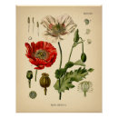 Buscar papaver Palomitas
