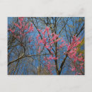 Buscar redbud postales Árbol