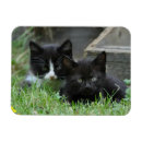 Buscar bebés gemelos imanes Gatitos