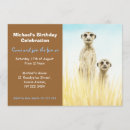 Buscar meerkats Cumpleaños