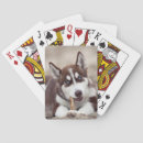 Buscar marioneta barajas de cartas Husky siberiano