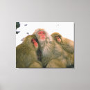 Buscar macaque posters Animal