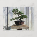 Buscar bonsai postales Botánico