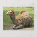 Buscar dromedario postales Zoológico