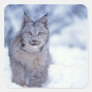 Buscar lynx pegatinas Nieve