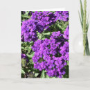 Buscar verbena tarjetas Naturaleza