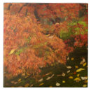 Buscar acer azulejos Palmatum