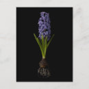 Buscar jacinto tarjetas e invitaciones Violeta