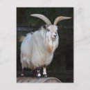 Buscar pigmeo postales Africano