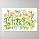 Buscar flor celestial posters Para todos
