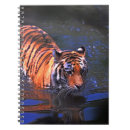 Buscar del tigre fotografía Naturaleza