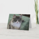 Buscar gato siberiano tarjetas Animales