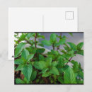 Buscar herbal postales Hierbas